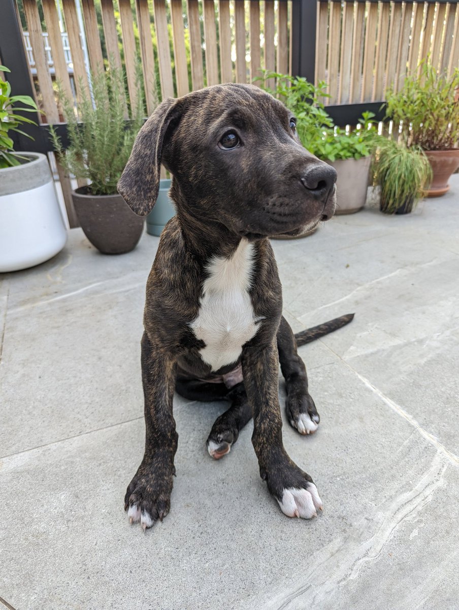 just this guy tweet media