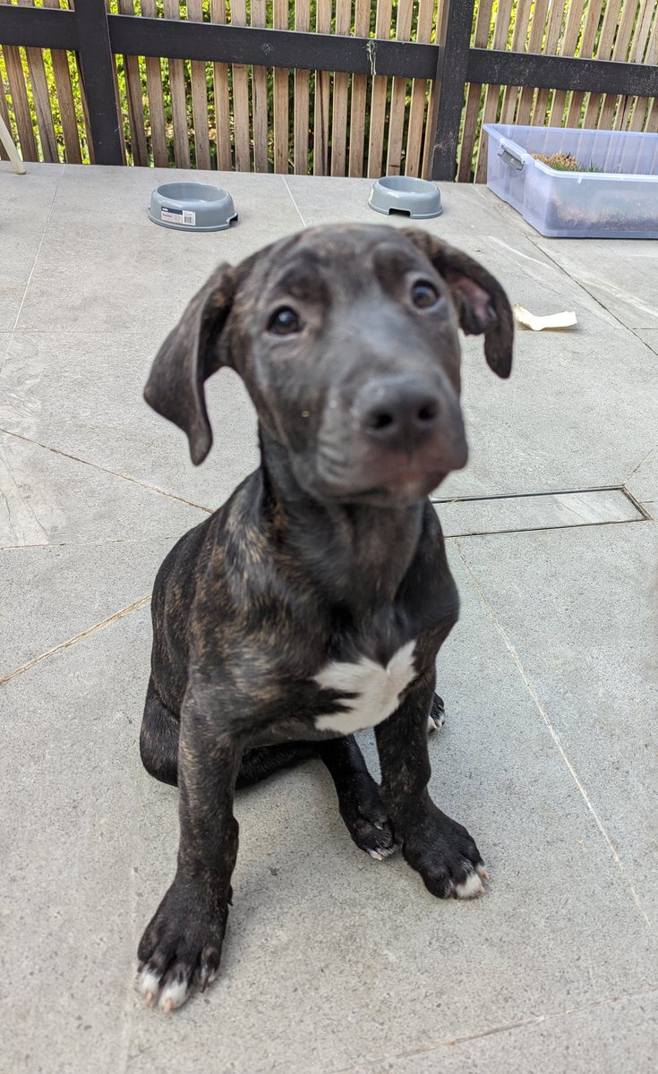 just this guy tweet media