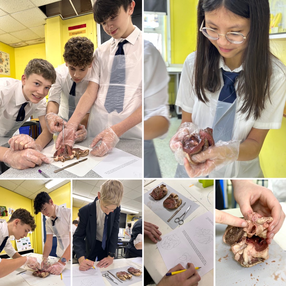qphschester's tweet image. With stomach’s of steel it’s ‘hands on’ for Year 10 who are putting their theory into practice dissecting lambs hearts to identify the chambers &amp;amp; blood vessels in the heart! #learningatitsbest #biology #practical
#Ventricle #aorta #veins #artery #valves