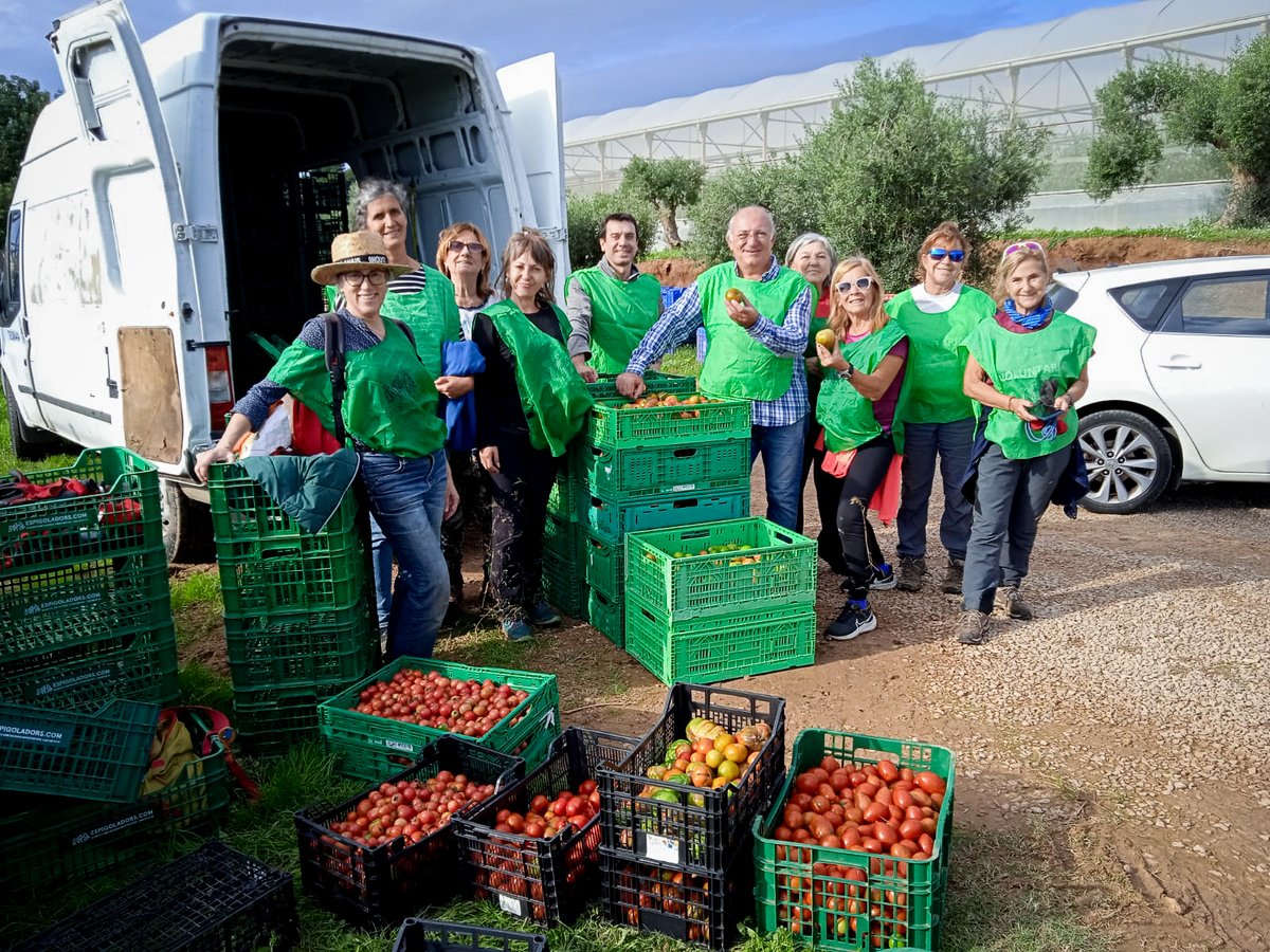 espigoladors's tweet photo. Espigolada per València de la mà d'Horta Blanch i la @XAMA_Catalunya.
Recuperem 740kg de tomàquets per fer-los arribar a les cuines comunitàries de Catarroja i Eliana, apropant aliments frescos a les milers de persones afectades pel temporal i a l’allau de voluntàries.
Gràcies. https://t.co/zh4wMekxui