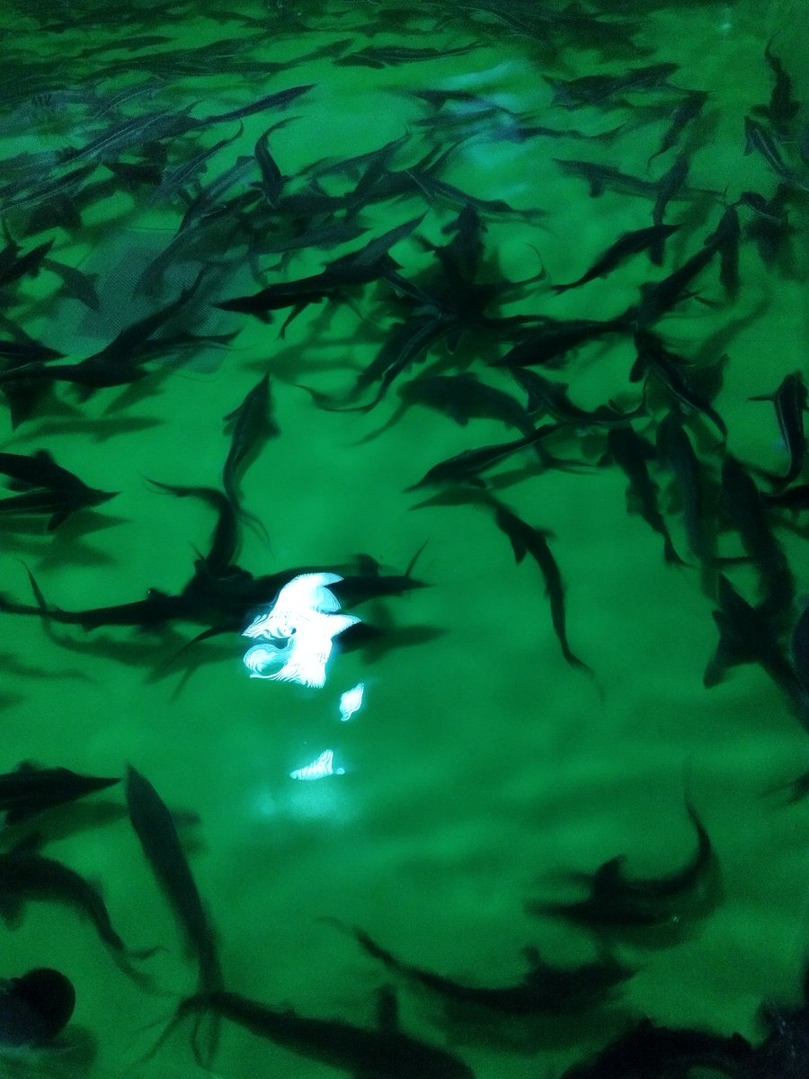 Around two hours before participating in lecturing the first day of "Introduction to bioinformatics" this semester but yet seizing the opportunity to participate in a visit to the fish farm "Tome" 🐟 Still hopeful to make it in time, though 🌚