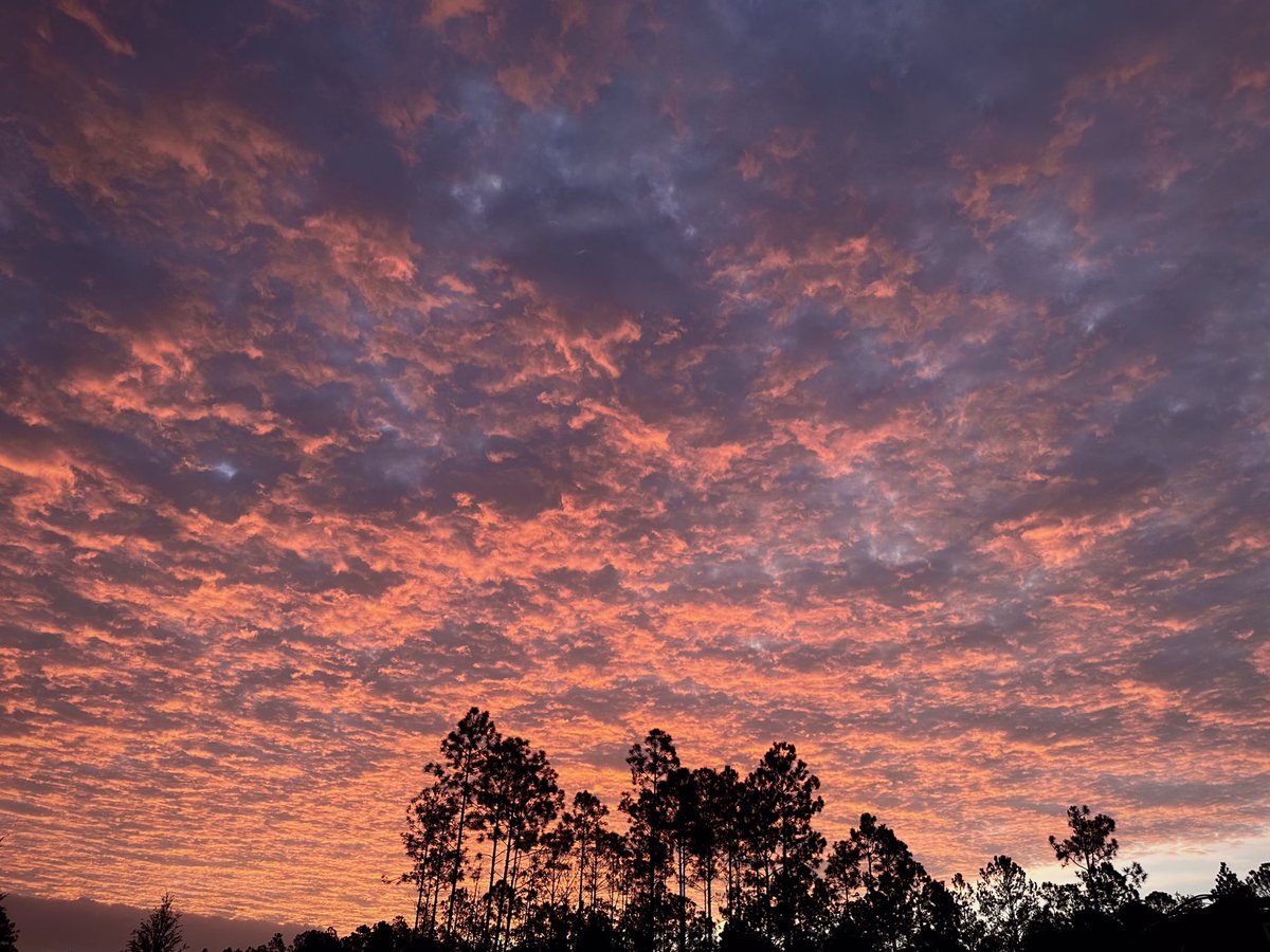 ElementalMusing's tweet image. It’s a RoseGold Hour Florida Morning. ~ #EarthLover #SkyWatcher #BackYardLife