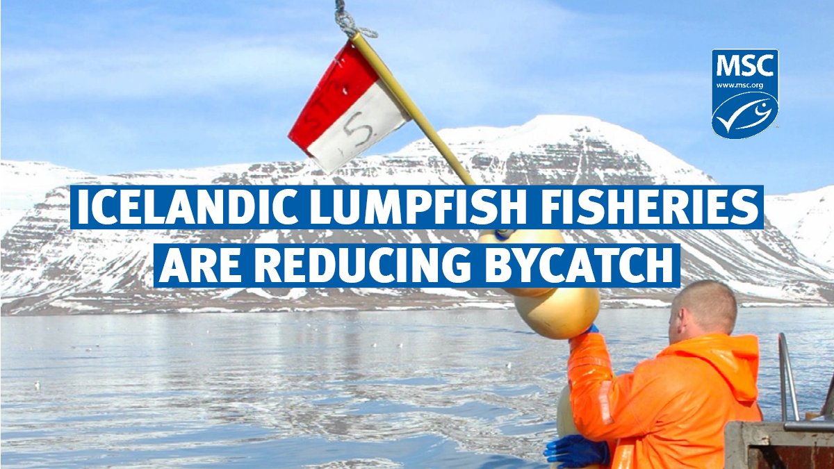 MSCecolabel's tweet photo. ππ§ Icelandic lumpfish fisheries are reducing bycatch with innovative practices like digital logbooks and closed fishing areas. See how theyβre leading the way!
π» https://t.co/z7qHqKIgjF
#MSCecolabel #SustainableFishing https://t.co/SOumioYqLO