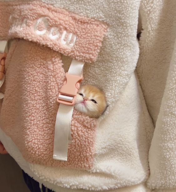 CuteFixDaily's tweet image. so cute &amp;lt;3