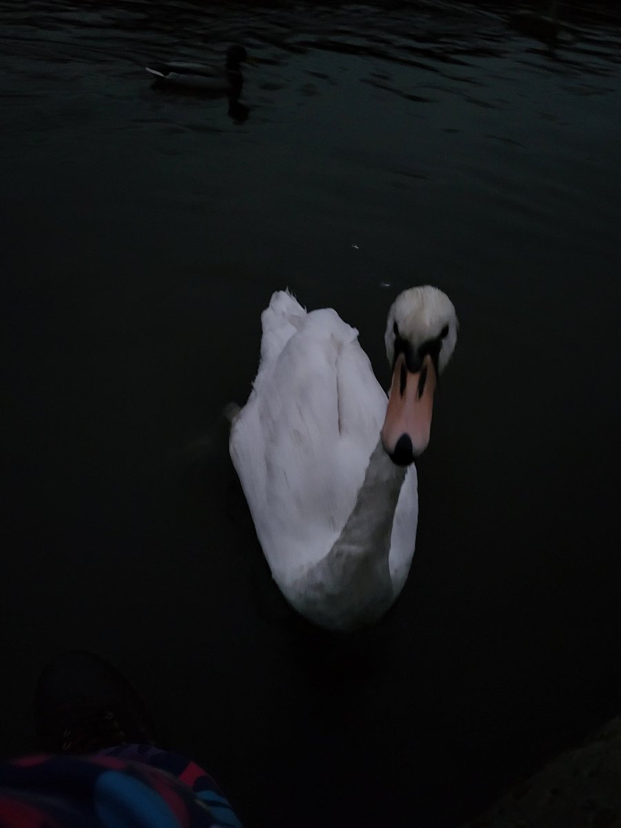 lawts_'s tweet photo. Hung out with some birds. Love me a swan https://t.co/JskHqthu6r