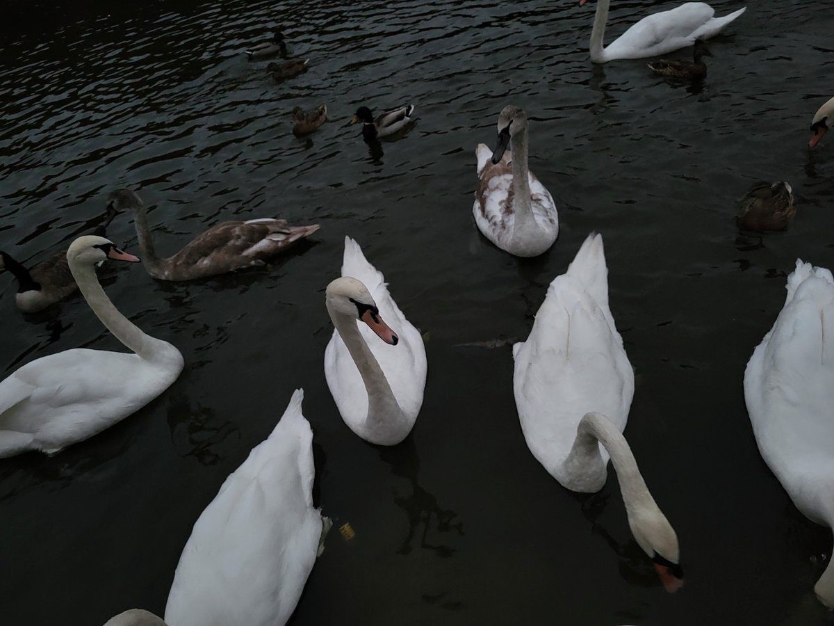 Hung out with some birds. Love me a swan