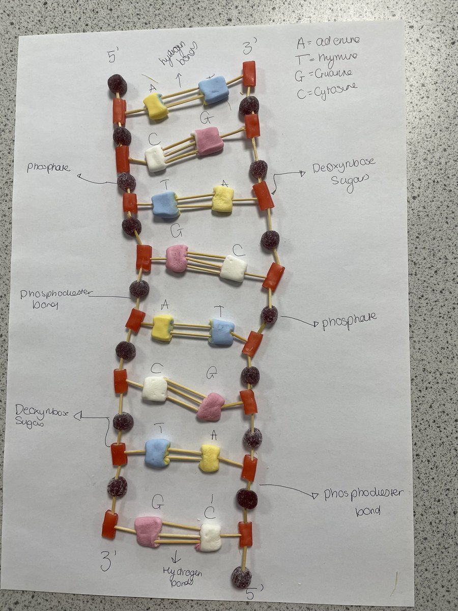 DNA modelling with year 12