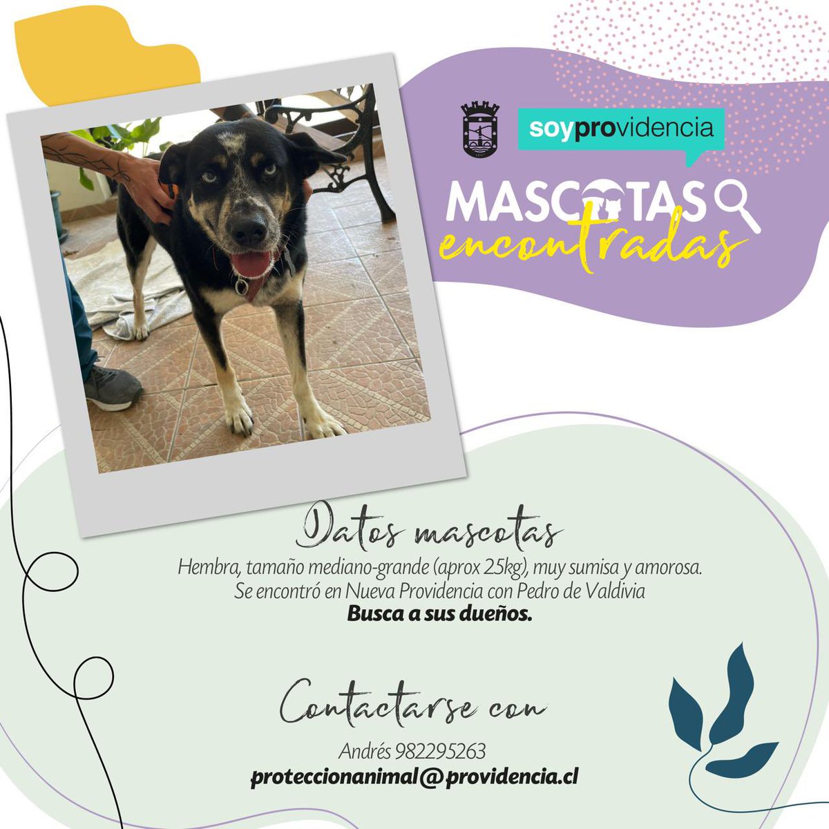 Muni_provi's tweet photo. AMIGOS EN ADOPCIÓN🦮🐈🐾

La alegría de tu hogar puede estar entre estos peludos amigos que tenemos en adopción. ¡Conócelos y dales el amor que necesitan! Desliza las imágenes y ante consultas, escribe al mail👉🏽 proteccionanimal@providencia.cl https://t.co/7AWQZm37nf