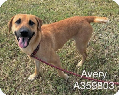 OlwynHope's tweet photo. AVERY #A359803 1year 9 months #CorpusChristi Tx has listed her TBK 11/11 💉 AVERY IS very scared at the shelter she’s not sure why she is in such a strange place 🥲 plz #PLEDGE #FOSTER #RESCUE #ADOPY  this beautiful dog ! She didn’t deserve to be taken to a kill shelter to be 💉 https://t.co/wmyvPsKQJ5
