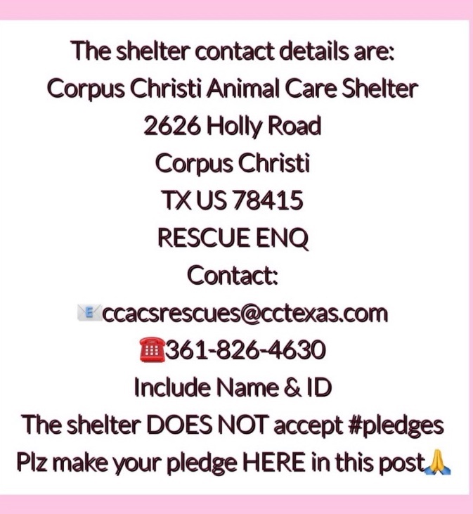 OlwynHope's tweet photo. AVERY #A359803 1year 9 months #CorpusChristi Tx has listed her TBK 11/11 💉 AVERY IS very scared at the shelter she’s not sure why she is in such a strange place 🥲 plz #PLEDGE #FOSTER #RESCUE #ADOPY  this beautiful dog ! She didn’t deserve to be taken to a kill shelter to be 💉 https://t.co/wmyvPsKQJ5