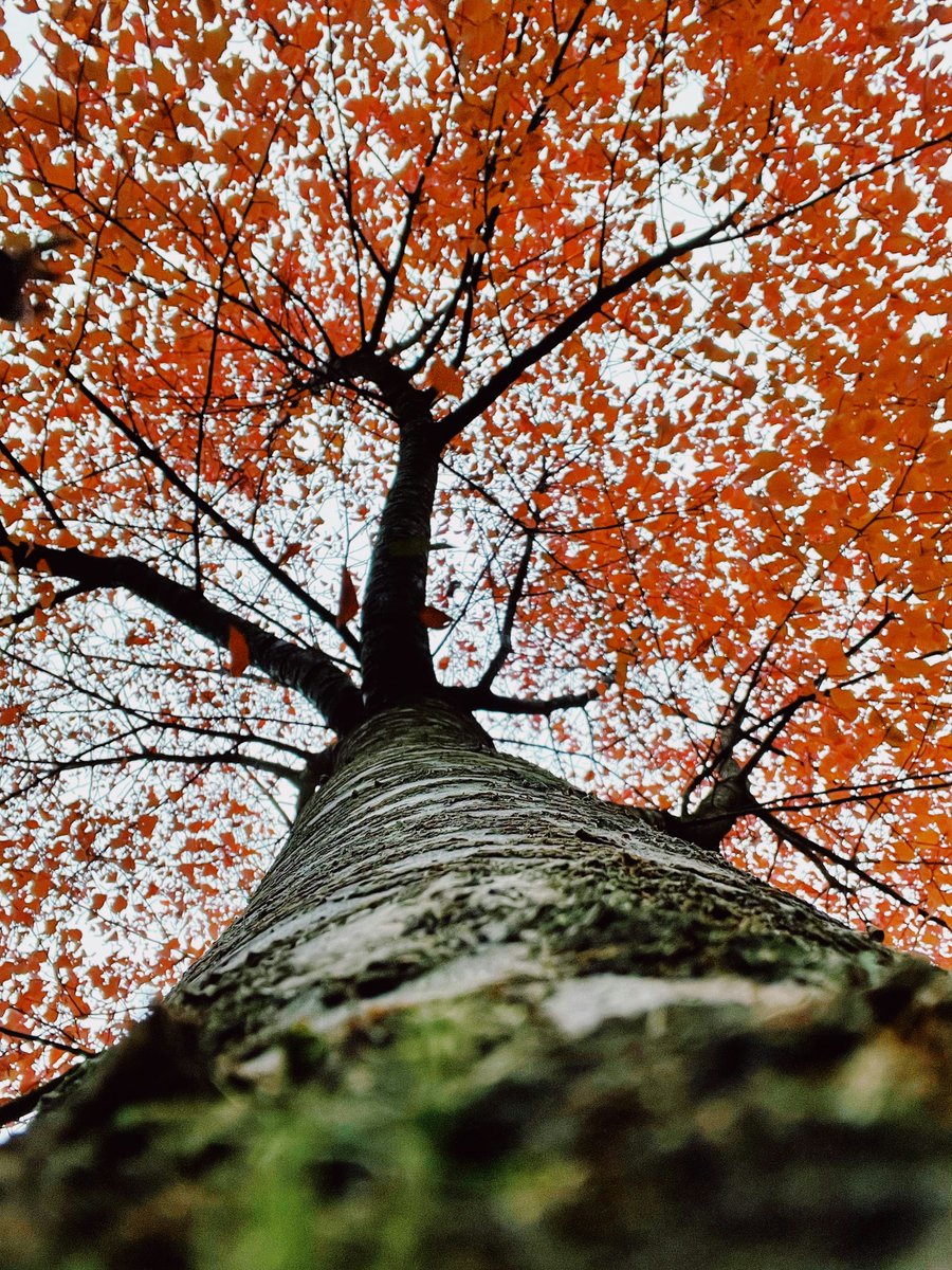 Kaik659300's tweet photo. Looking up at the fiery colors of autumn 🍁🍂 Nature's masterpiece! #AutumnLeaves #NatureLovers #FallColors #TreePerspective #SeasonOfChange https://t.co/kKizLdDyqo