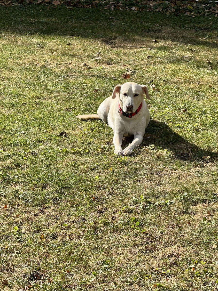 No cheating, post the last saved dog pic in your gallery