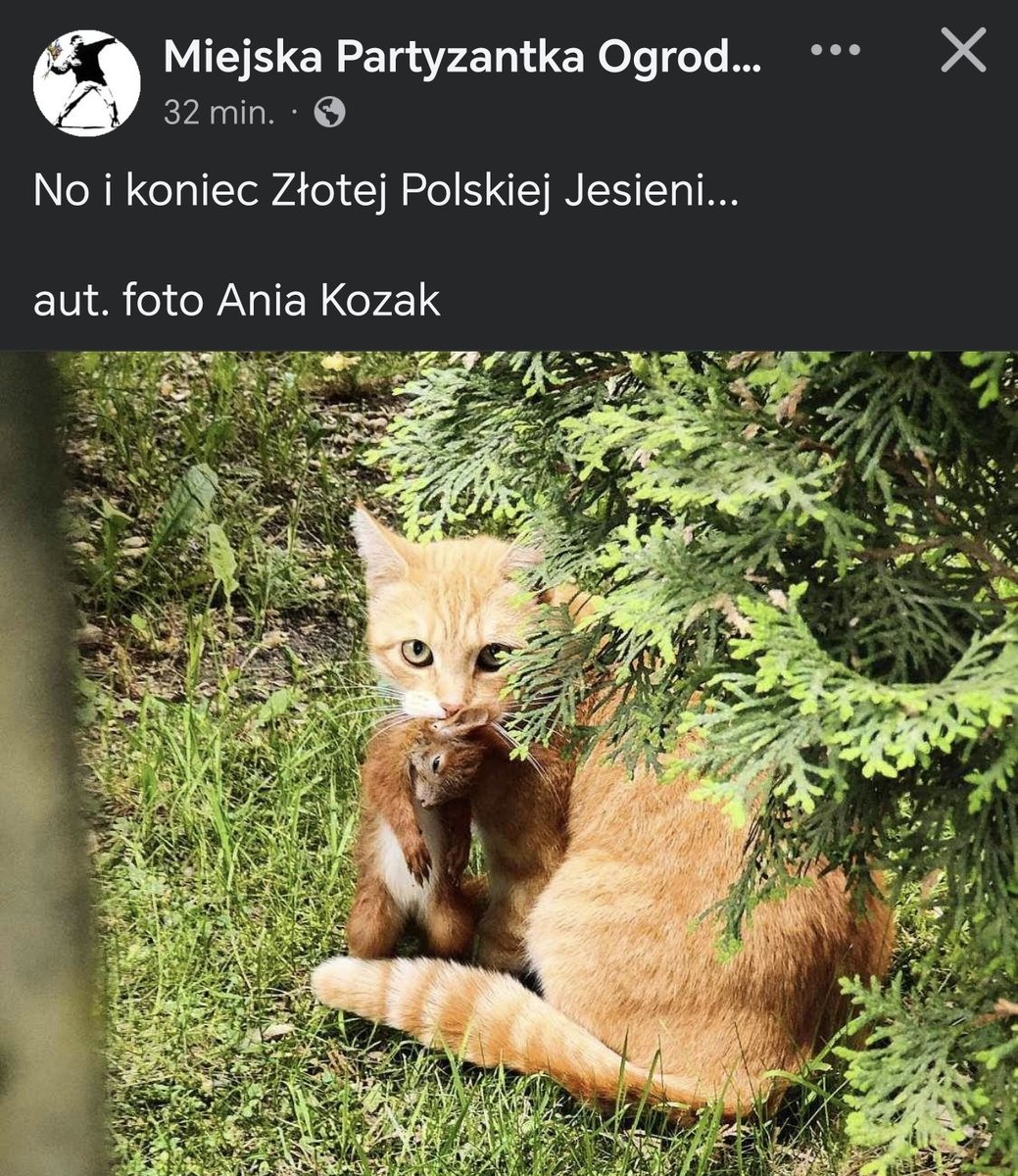 TomaszZwyk's tweet photo. Kochani, nie wypuszczajcie swoich kotów. Będziecie się w piekle smażyć bo egoistycznie wypuszczacie swoje kotki i dokarmiacie przybłędy. Wasze dzieci to wiewiórki i jaszczurki będą mogli tylko na youtubie zobaczyć. Ponawiam ten apel. Kot to największy niszczyciel ekosystemu w PL https://t.co/wnEeG9hIOK