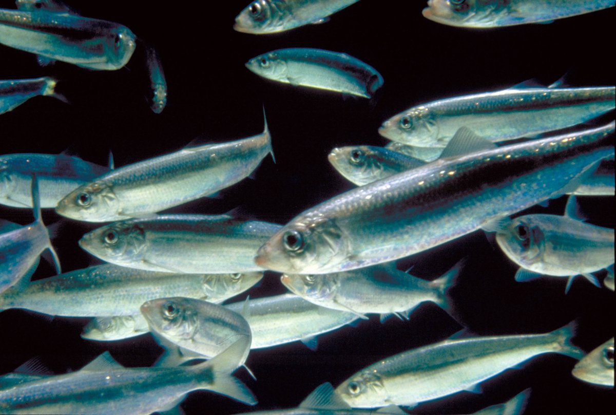 🚨Advice release
ICES Advice to <a href="/EU_MARE/">EU Maritime & Fish</a> and <a href="/DefraGovUK/">Defra UK</a> on #fishing opportunities for herring in the Irish Sea (Division 7.a North of 52°30’N) has been published and is available to view/download from our library: doi.org/10.17895/ices.…
📷<a href="/ScotGovMarine/">Scot Gov Marine</a>