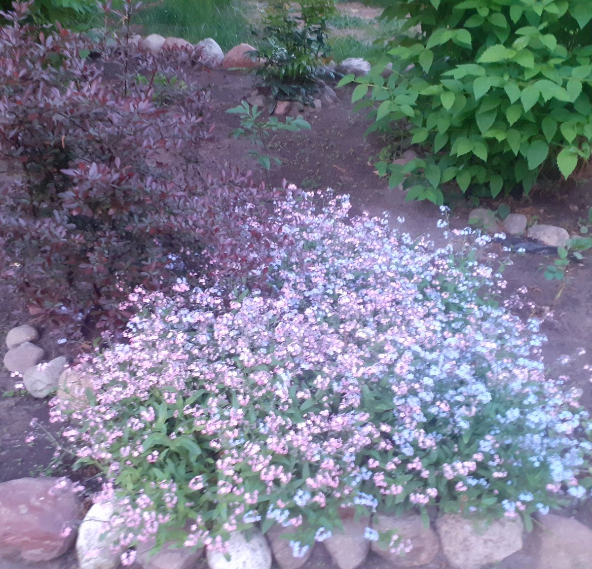 EliMatusia21's tweet image. #Pory  roku  🍀🌹🍁🌲
#Lato  2024 🥀🌱🌺

Chwilowo mam dosyć jesieni 😂 liści, mgły i zimna...
Zatęskniłam za latem, ciepłem i kwiatami w ogrodzie 😍🥰🌞