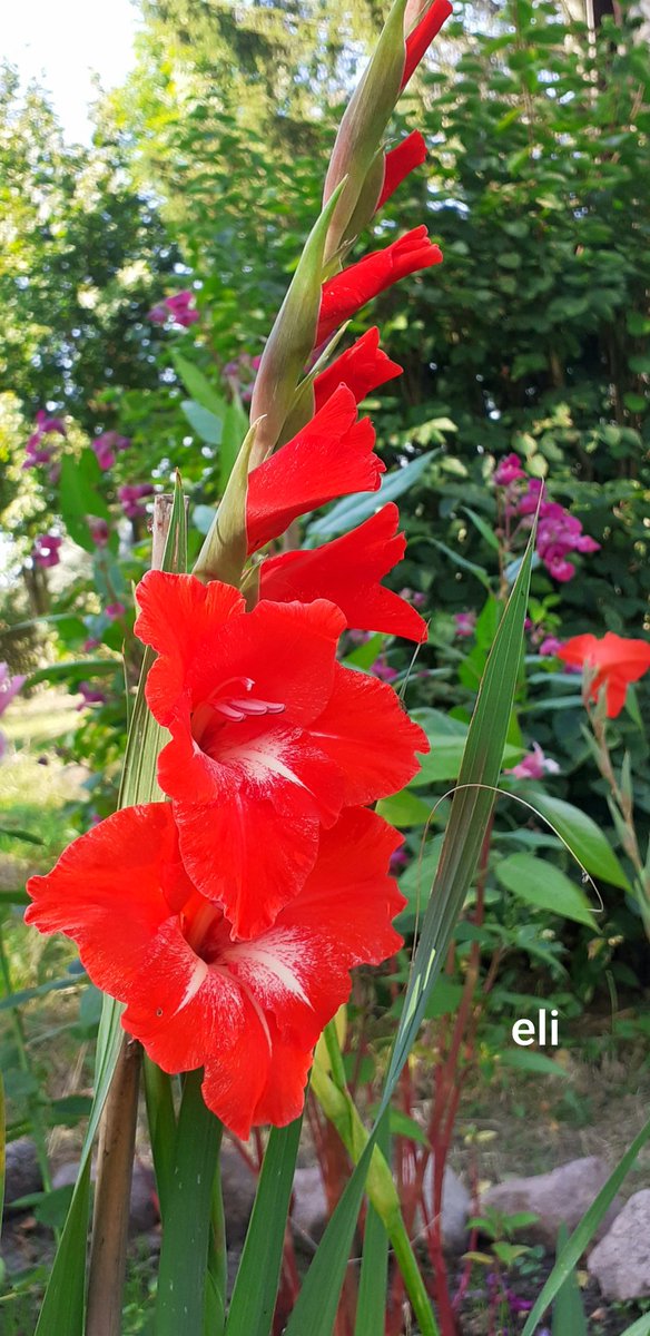 EliMatusia21's tweet image. #Pory  roku  🍀🌹🍁🌲
#Lato  2024 🥀🌱🌺

Chwilowo mam dosyć jesieni 😂 liści, mgły i zimna...
Zatęskniłam za latem, ciepłem i kwiatami w ogrodzie 😍🥰🌞