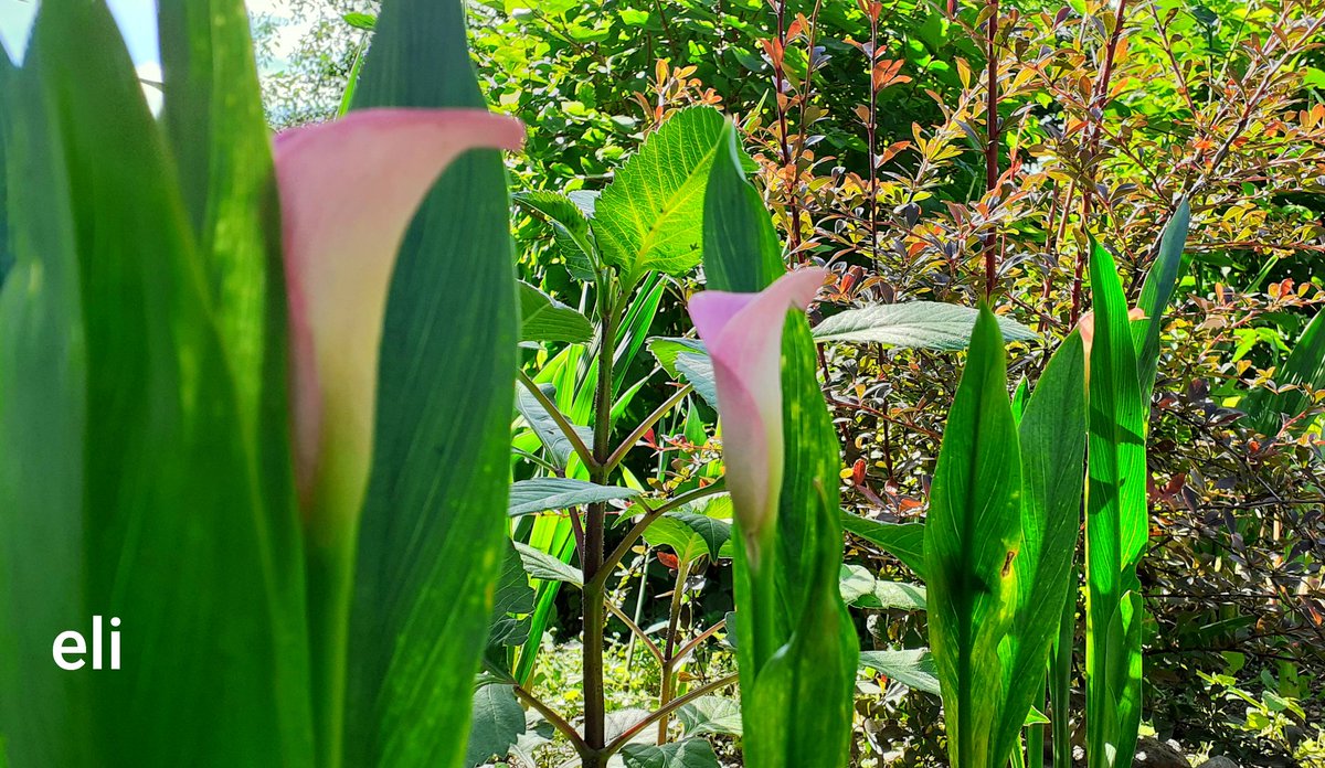 EliMatusia21's tweet image. #Pory  roku  🍀🌹🍁🌲
#Lato  2024 🥀🌱🌺

Chwilowo mam dosyć jesieni 😂 liści, mgły i zimna...
Zatęskniłam za latem, ciepłem i kwiatami w ogrodzie 😍🥰🌞