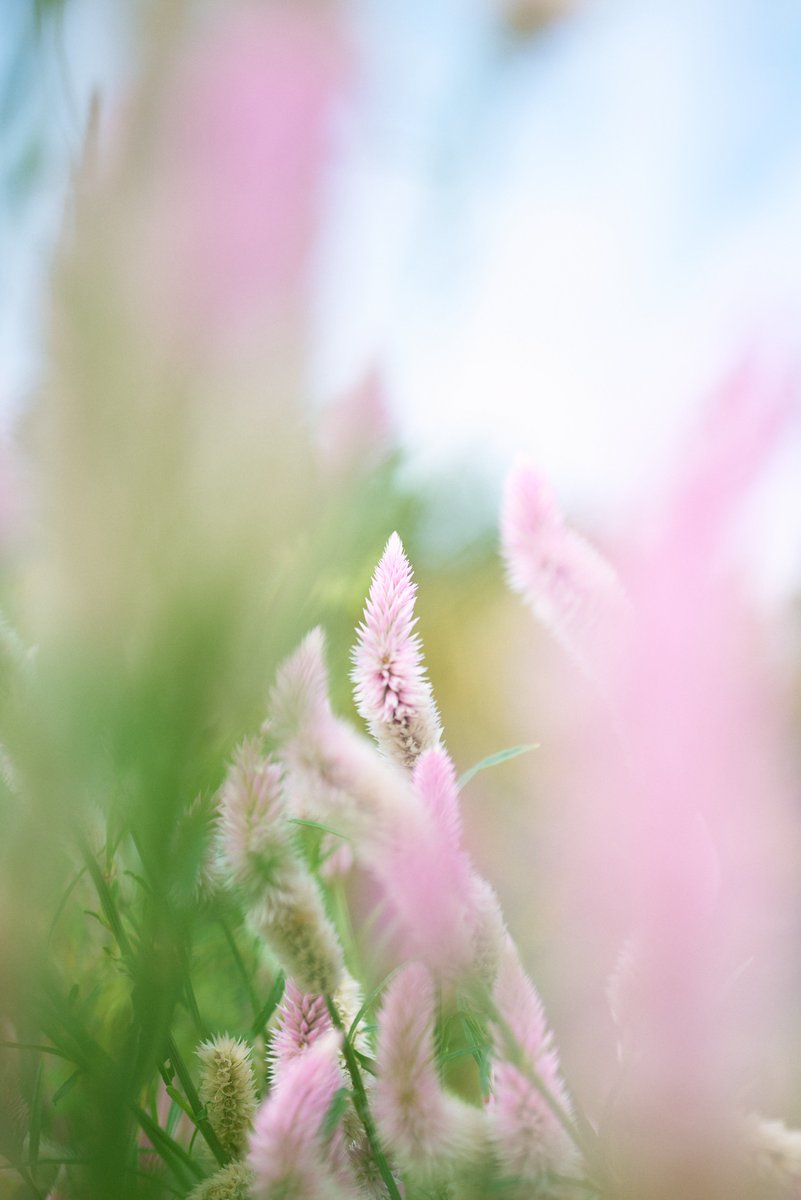 Oshinsan8's tweet photo. ピンクのふわふわが心を温めてくれる瞬間
#写真好きな人と繋がりたい
#ファインダー越しの私の世界
#キリトリセカイ
#花写真部
#Nikon
#私とニコンで見た世界 https://t.co/fYLc28pVTK