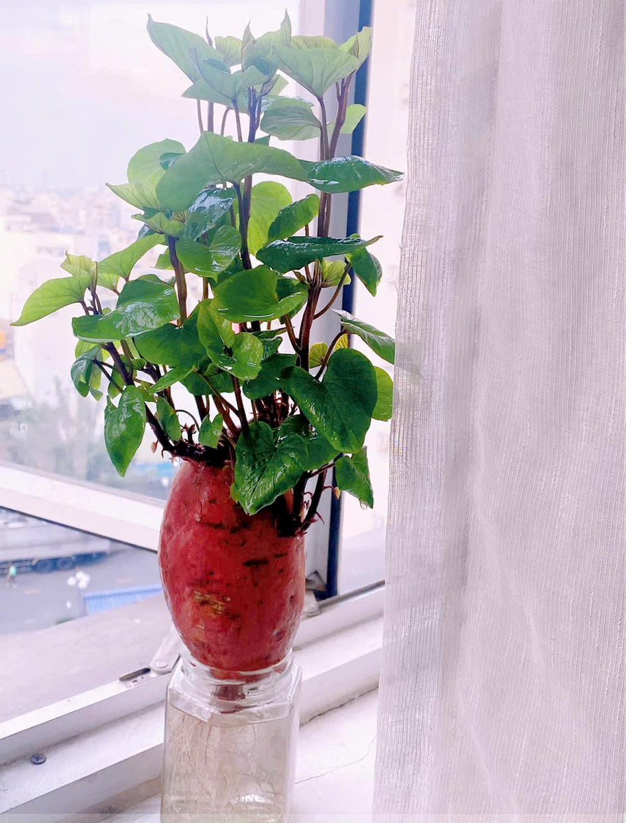 Đến củ khoai còn vươn mầm
Cớ sao mình phải “âm thầm” nhịn ănnnn😁