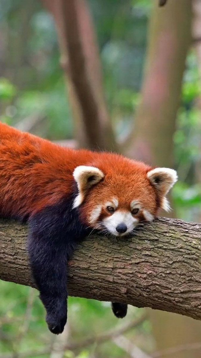Red_panda_01's tweet photo. Red panda looking gorgeous 🥰❤️ https://t.co/JBhTYCRMRX