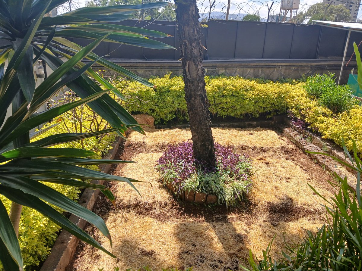 FSSA_Eskender's tweet photo. Here's a draft for a WhatsApp message:

"We’re excited to share that we’ve just completed setting up a beautiful garden for an American family! 🌿 At FSSA, we believe that every family should enjoy the benefits of having a backyard or balcony garden. https://t.co/bvp0Sjb1u8