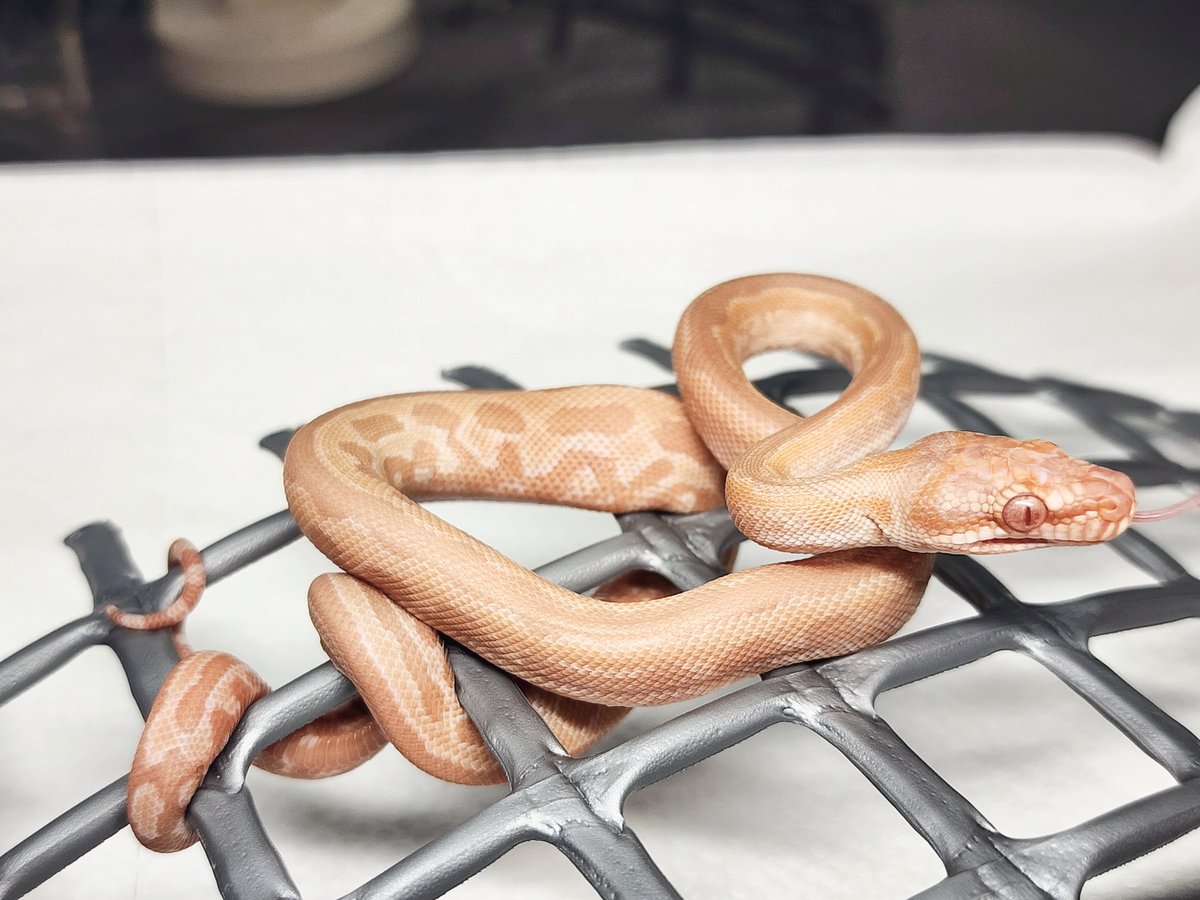 ホワイトラインアルビノ🐍
ワンペアのみでペア売り限定ですが、今や珍しいホワイトラインを手に出来る機会ですよ～🥰
1Fの71番【絨毯屋★YURIGINAL★】で
お待ちしております🙇‍♀️

#burikura
#カーペットパイソン