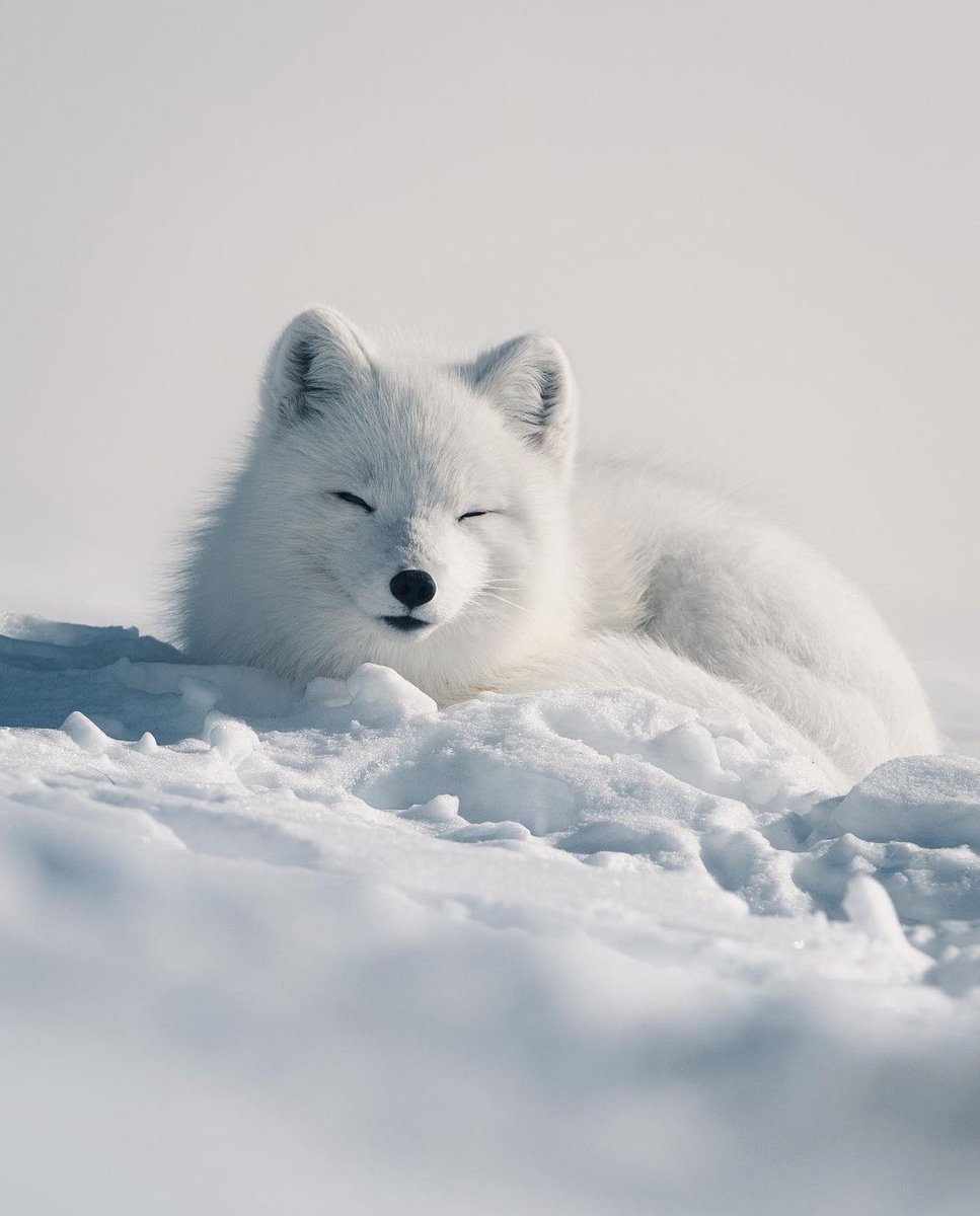 earthcurated's tweet image. A white arctic fox in the Lapland's wilderness. ❄️