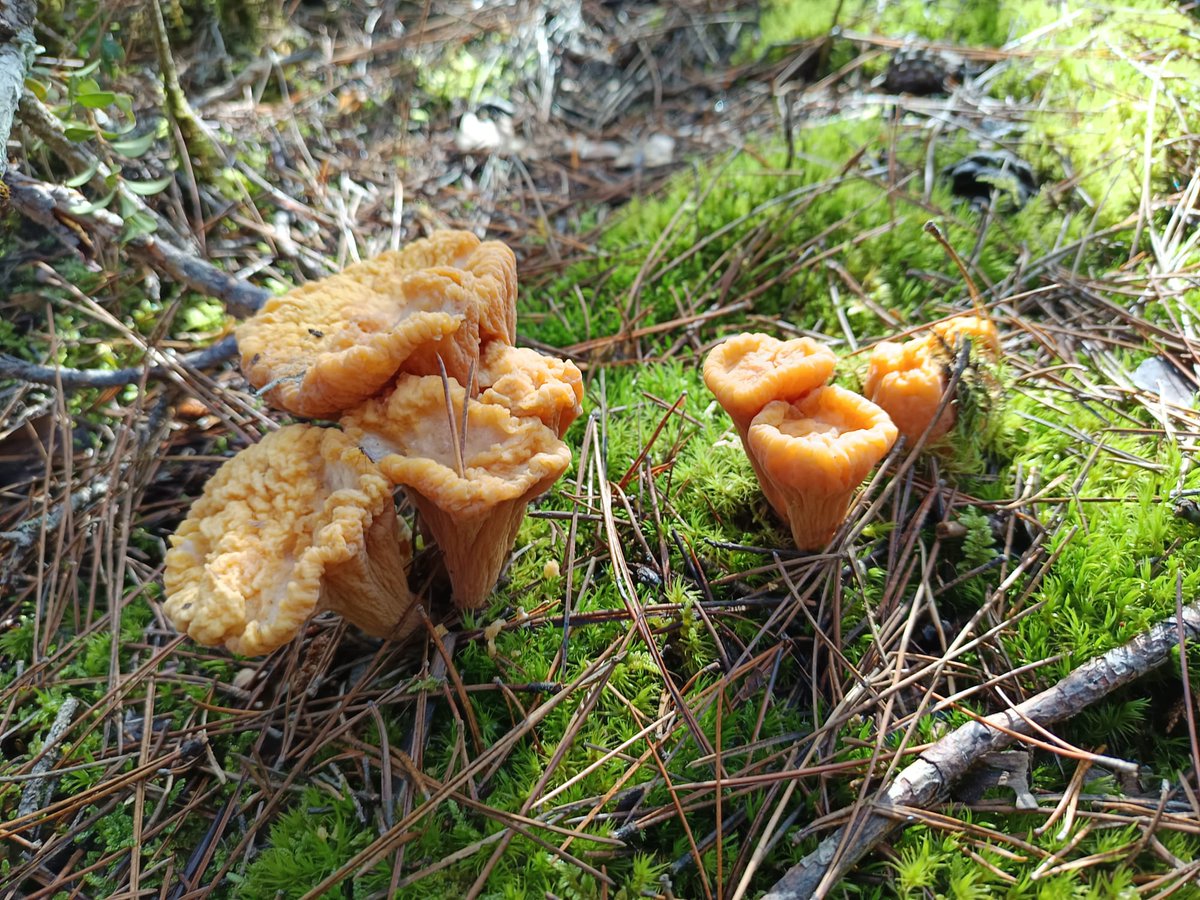 bioforestURJC's tweet photo. Esta seta de aspecto tan peculiar conocida comúnmente como mazas es el Clavariadelphus truncatus, una seta sin laminas ni esponja como estamos acostumbrados a ver. Encontrada en pinares mixtosde Pinus sylvestris y nigra #ProyectosPRTR #NextGenerationEU #setas https://t.co/RKcLRQq0mv