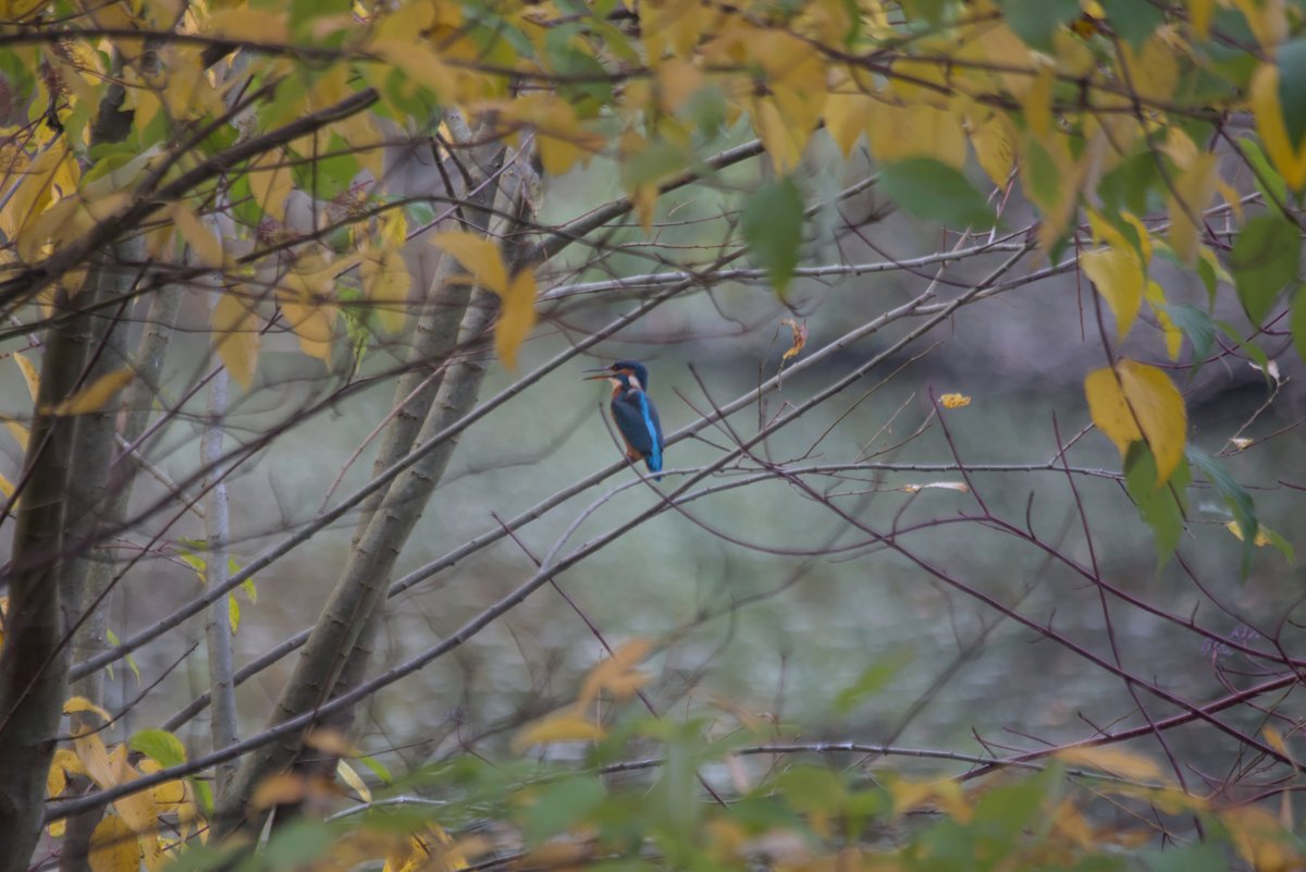 Sneaking up on Kingfishers.