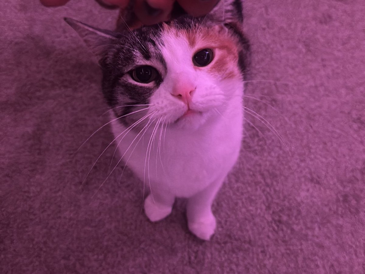 eggspringr0ll's tweet photo. Imsodrunk and my cat is so cute - how did i kust pick jer up from the street https://t.co/usSFCUsoVi