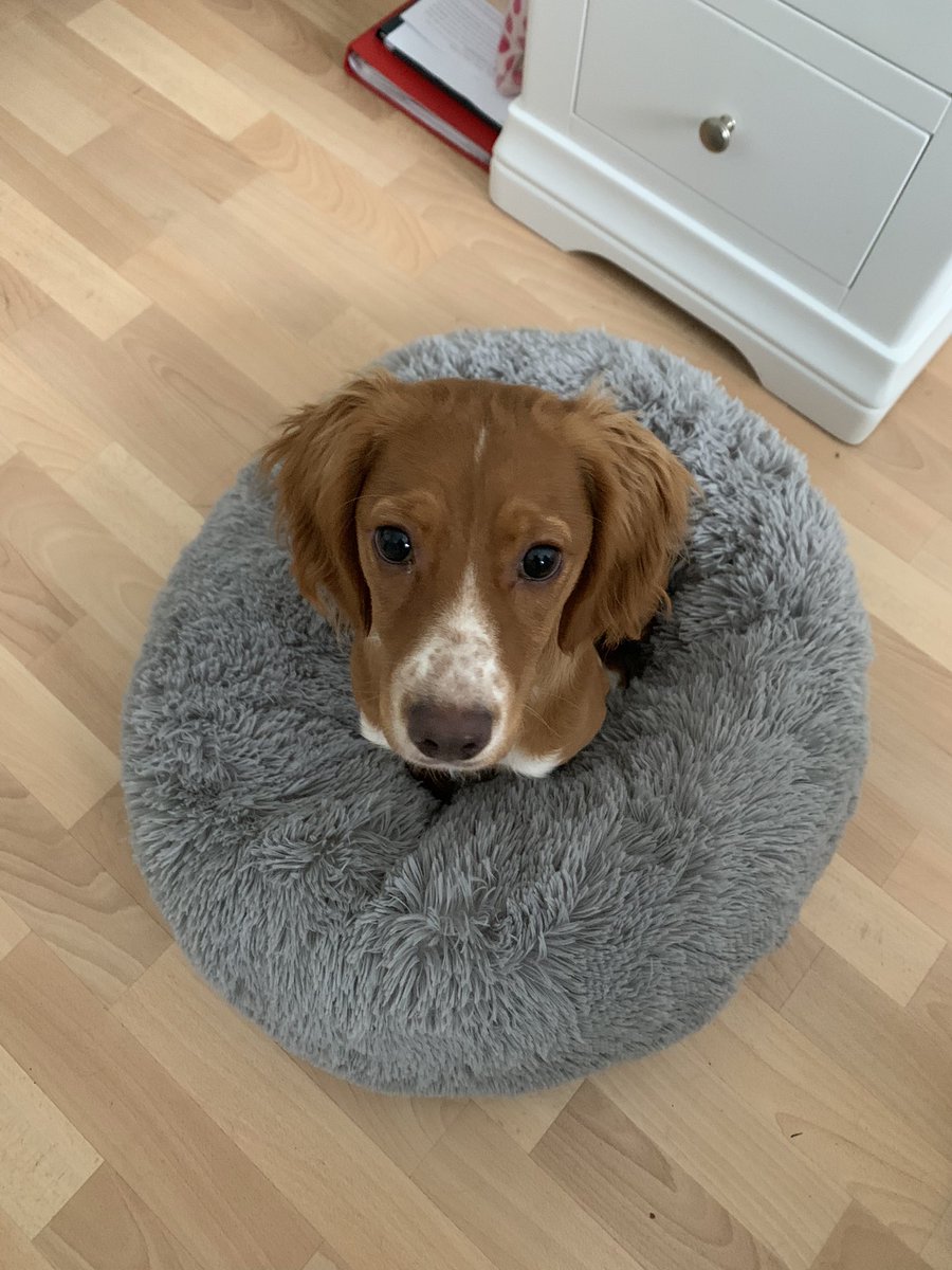 rhiannon_ford's tweet image. Now Mabel decides to sit quietly in her bed. Not when I’m a guest on a podcast. 🤦🏼‍♀️

#officedog #newpuppy