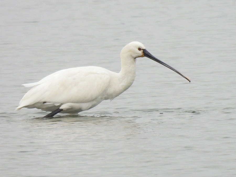 IanFouk's tweet image. Great White Egret - one of three this morning on the east pond @RSPBSaltholme 
Spoonbill &amp;amp; Pintail x2 on the west pond.
@teesbirds1