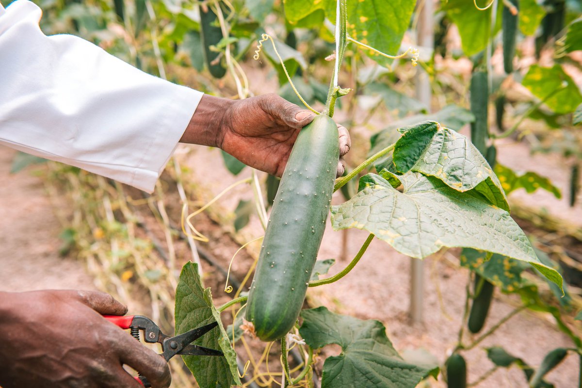 At Latia, we’re proud to be a center of excellence in #agriculture, equipping farmers &amp; agripreneurs with the latest technologies &amp; practical solutions for advancing your farming practices. We  offer quality training &amp; hands-on guidance to empower Kenya’s agricultural community.