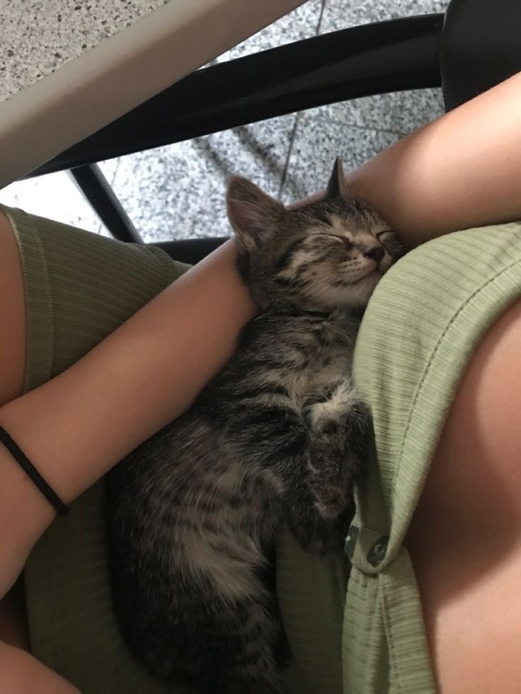 EKuzukula's tweet photo. 😻 https://t.co/FibTTT8qYX