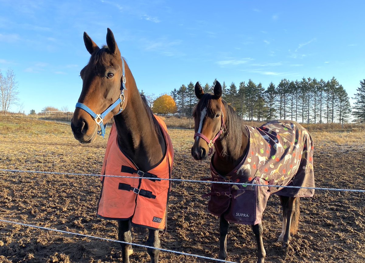 Fifth Estate and Cast Away Moon enjoying fall vacation!