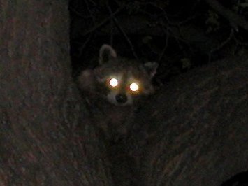 pipesburrow's tweet photo. @RiskyMrRaccoon Actual picture of me getting the inspiration to make a tweet at 3:46 in the morning https://t.co/hMQyu4mmwD