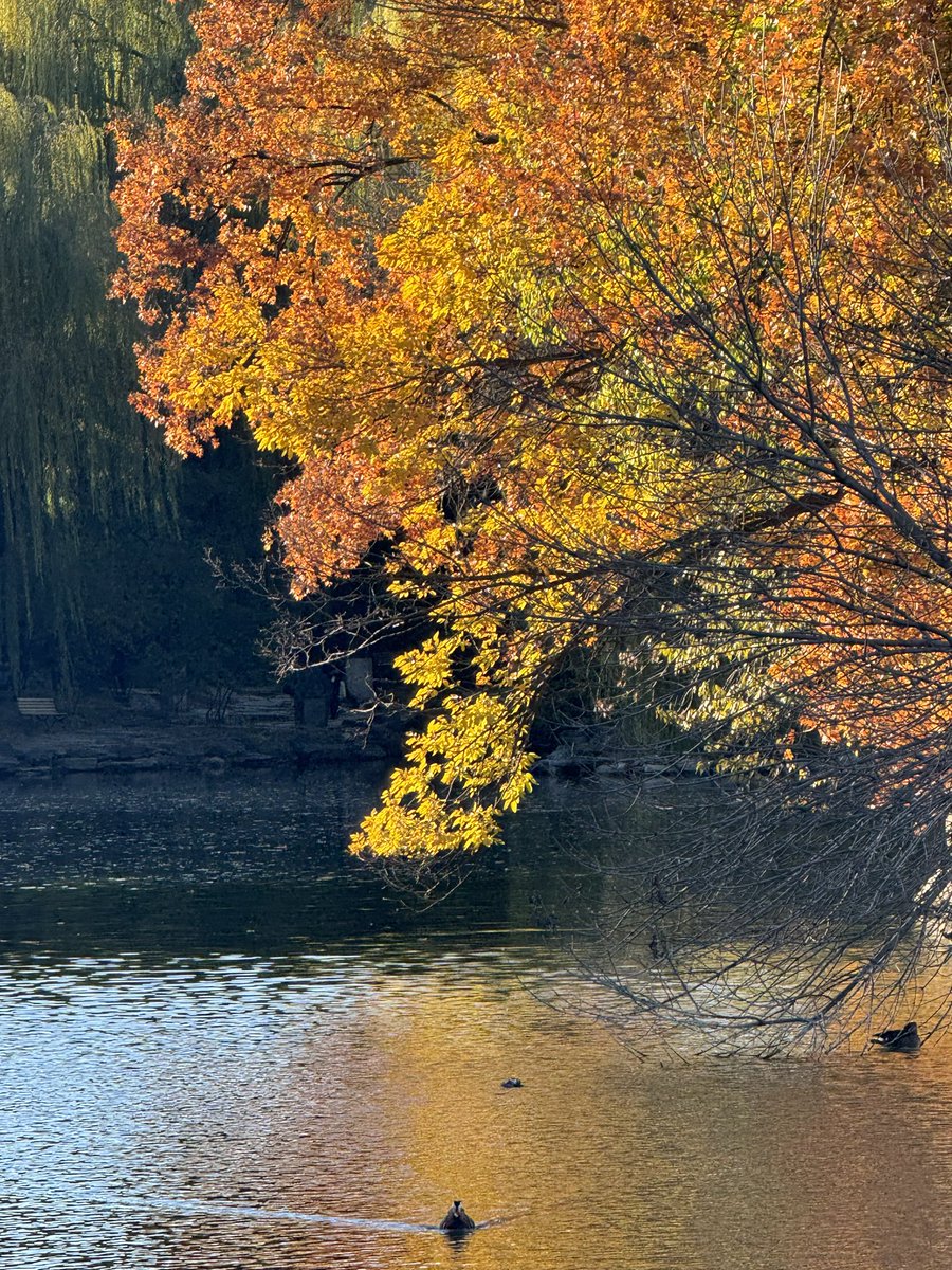 Plocinum tweet media