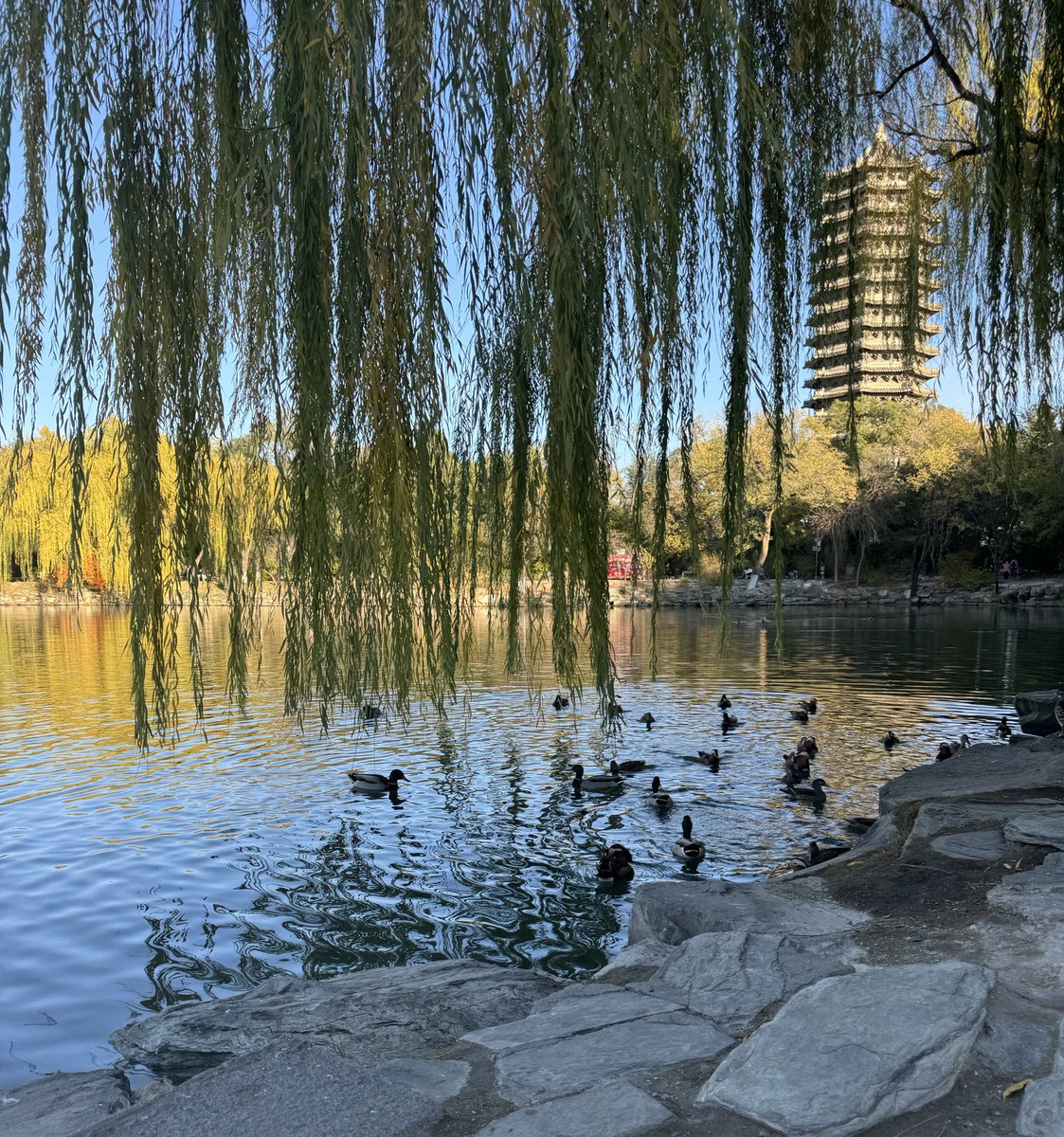 Plocinum tweet media