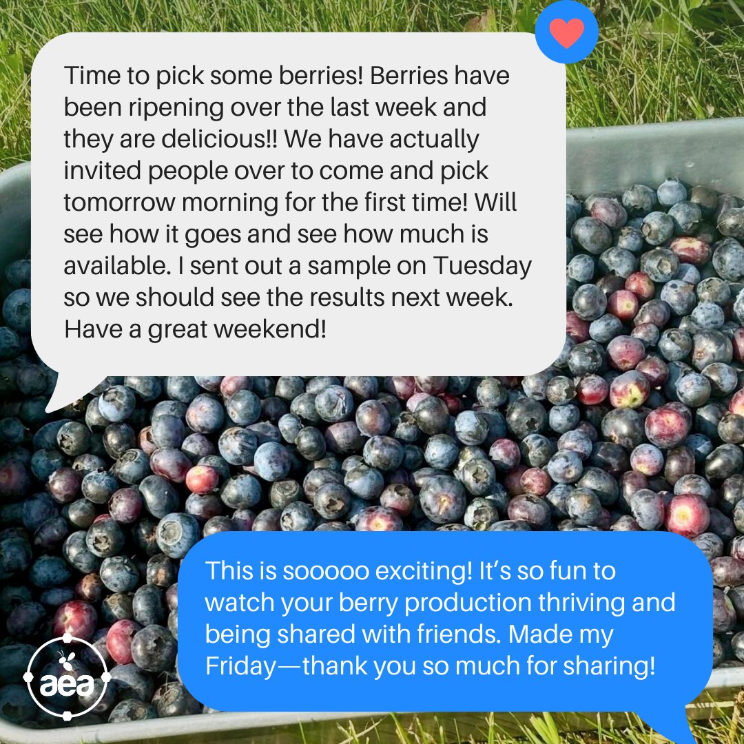 AdvancingEcoAg's tweet photo. 🫐🌿 Just 2 years ago, this berry grower faced yield challenges. With Senior Agronomist Rachelle Moss, Sap Analysis, and a custom AEA nutrition plan, they’re now seeing a bigger harvest! 🙌 Learn more: https://t.co/7oZKXLXkc0
#FarmSuccess #RegenerativeAg #BerryFarming #SoilHealth https://t.co/7o8E8Lf0XI