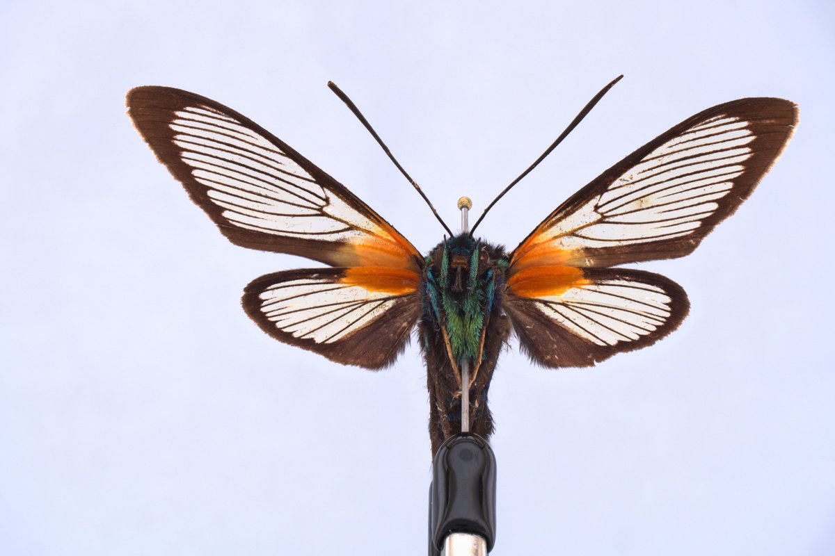 nat_sciences_be's tweet image. [SCIENCENEWS] Meet Sphaeroptica: an innovative tool for 3D visualization of insects, offering scientists a better way to  analyse 3D images of arthropod specimens in natural history collections. 🦋🔍
Article 👉🏼 naturalsciences.be/en/science/new…