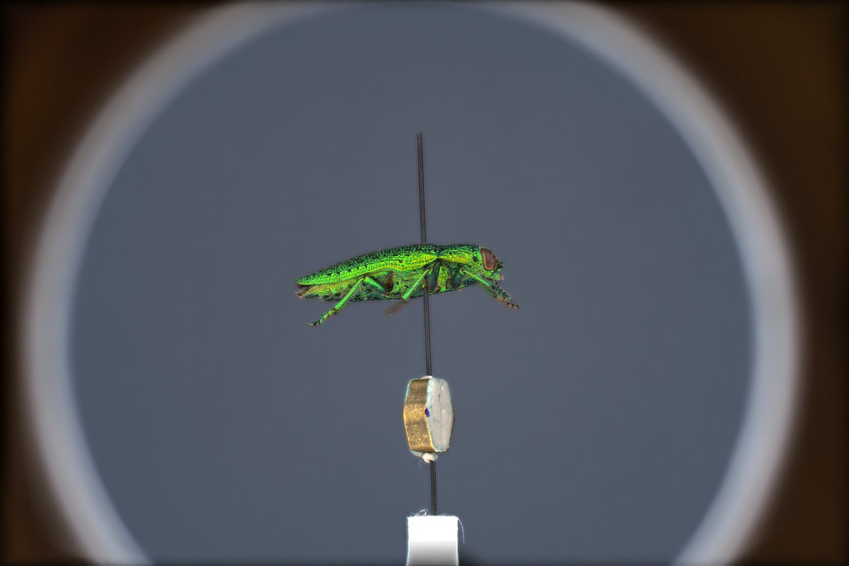 nat_sciences_be's tweet image. [SCIENCENEWS] Meet Sphaeroptica: an innovative tool for 3D visualization of insects, offering scientists a better way to  analyse 3D images of arthropod specimens in natural history collections. 🦋🔍
Article 👉🏼 naturalsciences.be/en/science/new…