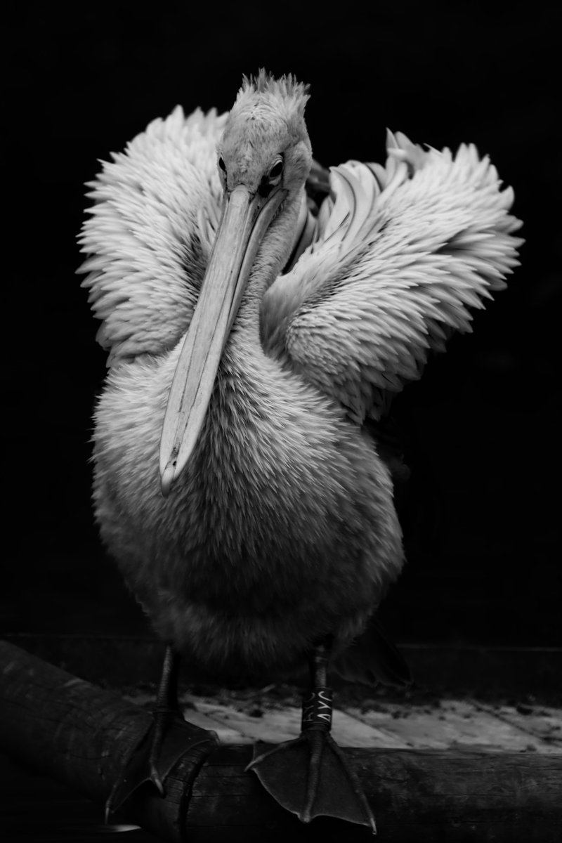 WinghamWildlifePark tweet media