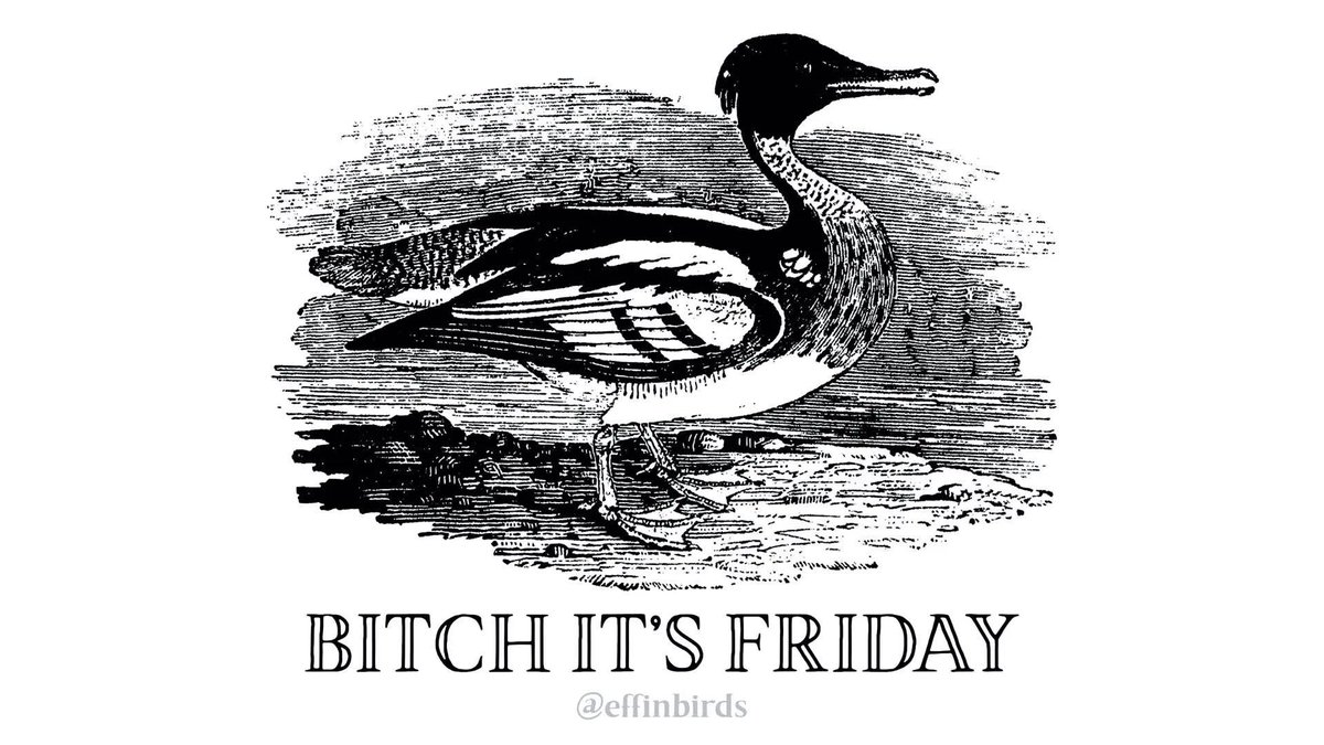 Effin' Birds (@effinbirds) on Twitter photo 