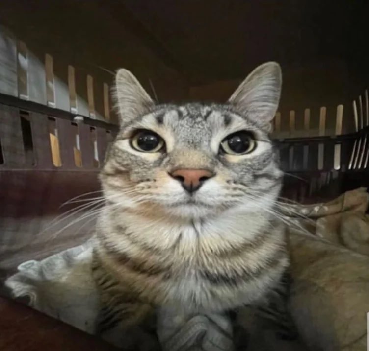 sue me but I love maggi kembang sm