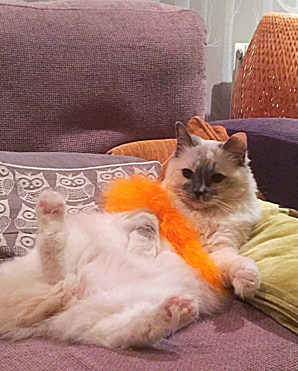 Princess Betty always loved celebrating #JellyBellyFriday 🎉😻🎉 we will make sure we share more of her memories on BlueSky <a href="/princetoby/">caz</a>.bsky.social 🩵 Lovely to see so many of the #CatsofTwitter over there 🐾😻🐾 PAWS UP 😼