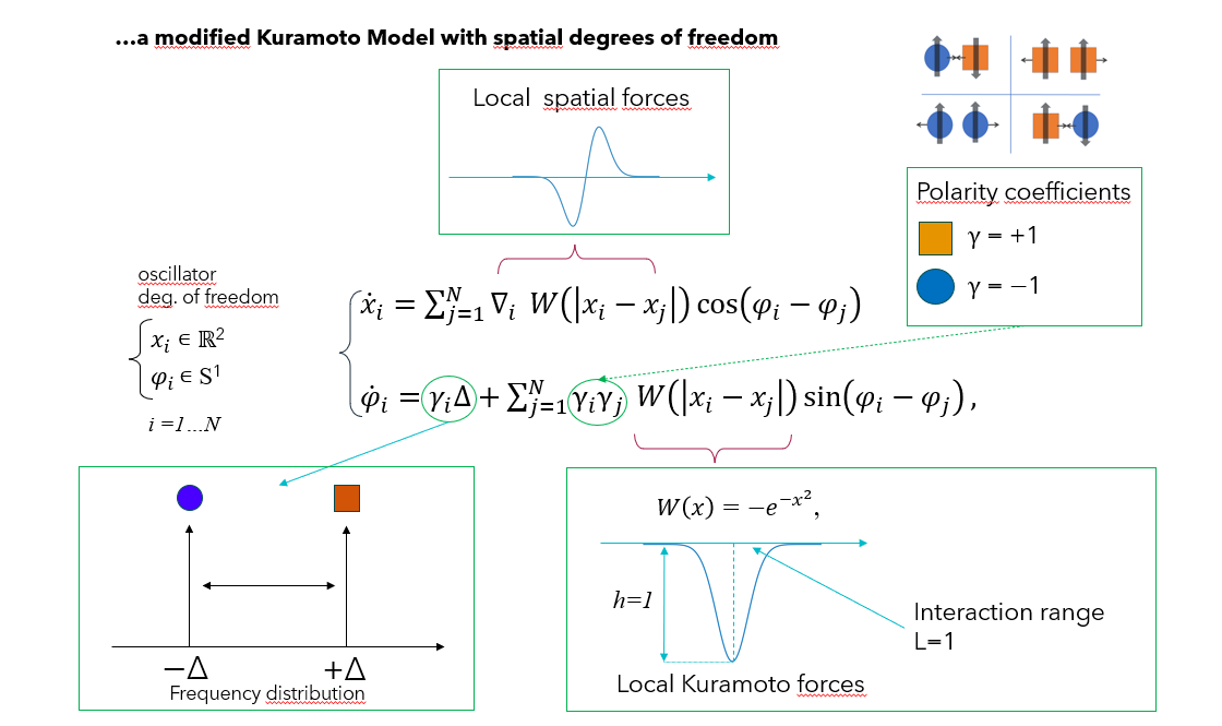Ale_Scire_Unipv's tweet photo. I love my Complementarity Model 🥰#synchronization #kuramoto #emergence #complexity #phasetransitions https://t.co/EnE5nBlkLH