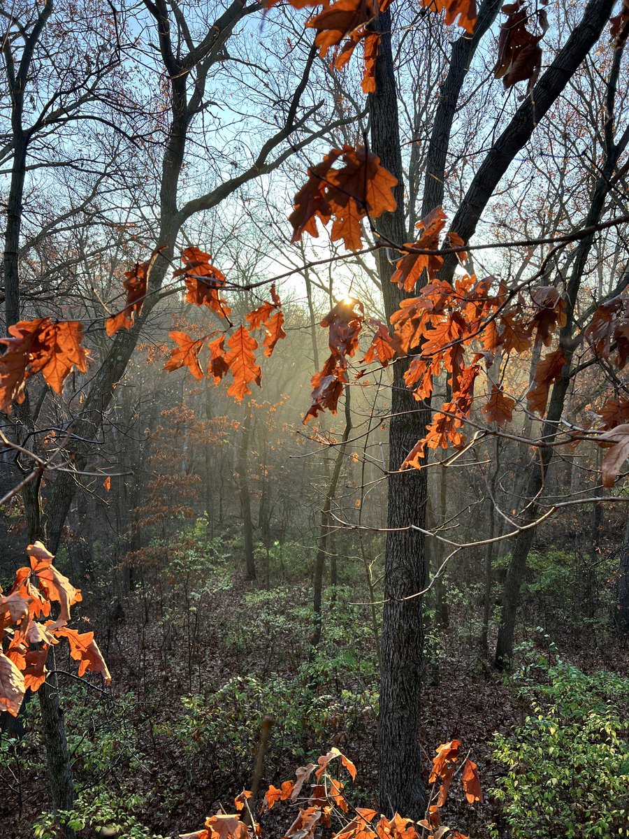 dnillini's tweet photo. Beautiful morning in the tree stand. This is the day the Lord has made let us rejoice and be glad in it. Be thankful for everything https://t.co/odweL9vXSt