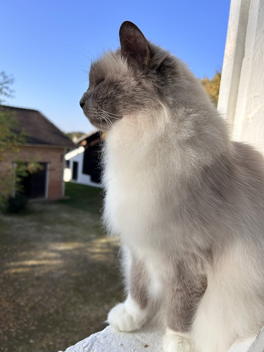 Ah !! Ça sent bon le #FelinFriday ! Pareil chez toi <a href="/JamaisMaurice/">Jamais sans Maurice</a> ?