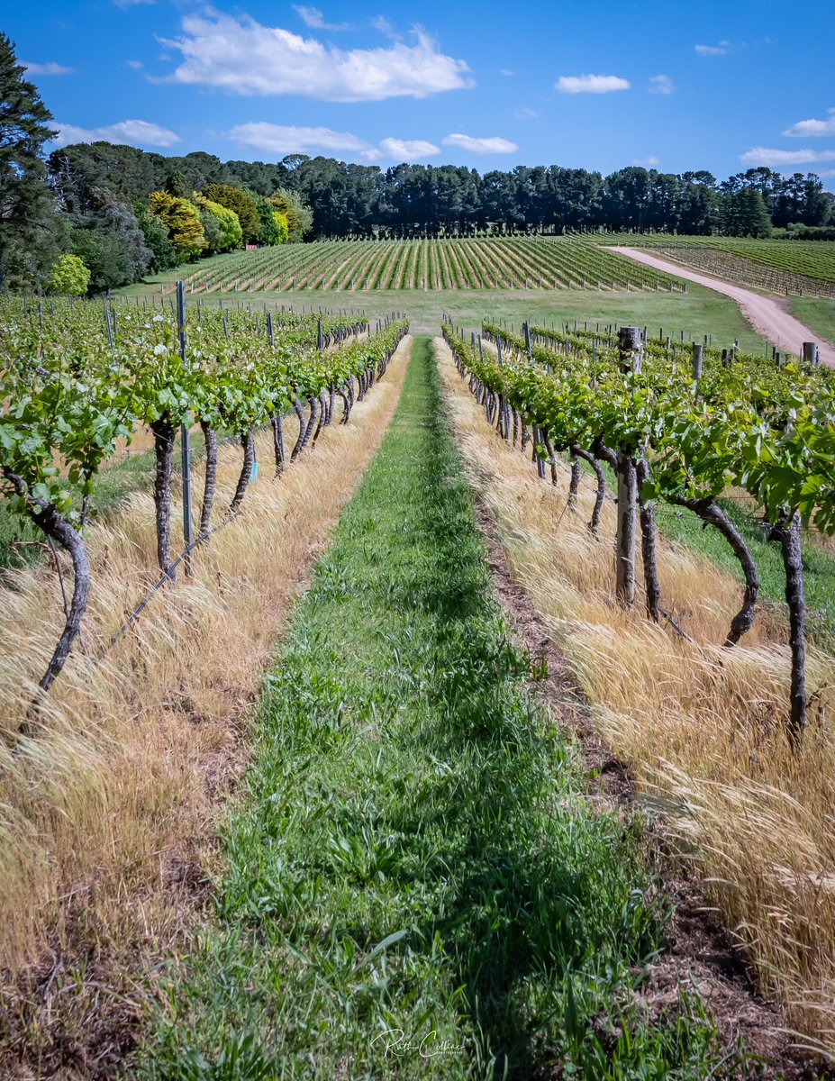Education amongst the vines in Orange <a href="/USANZUrology/">USANZ</a> #usanzurology #urology #orangensw