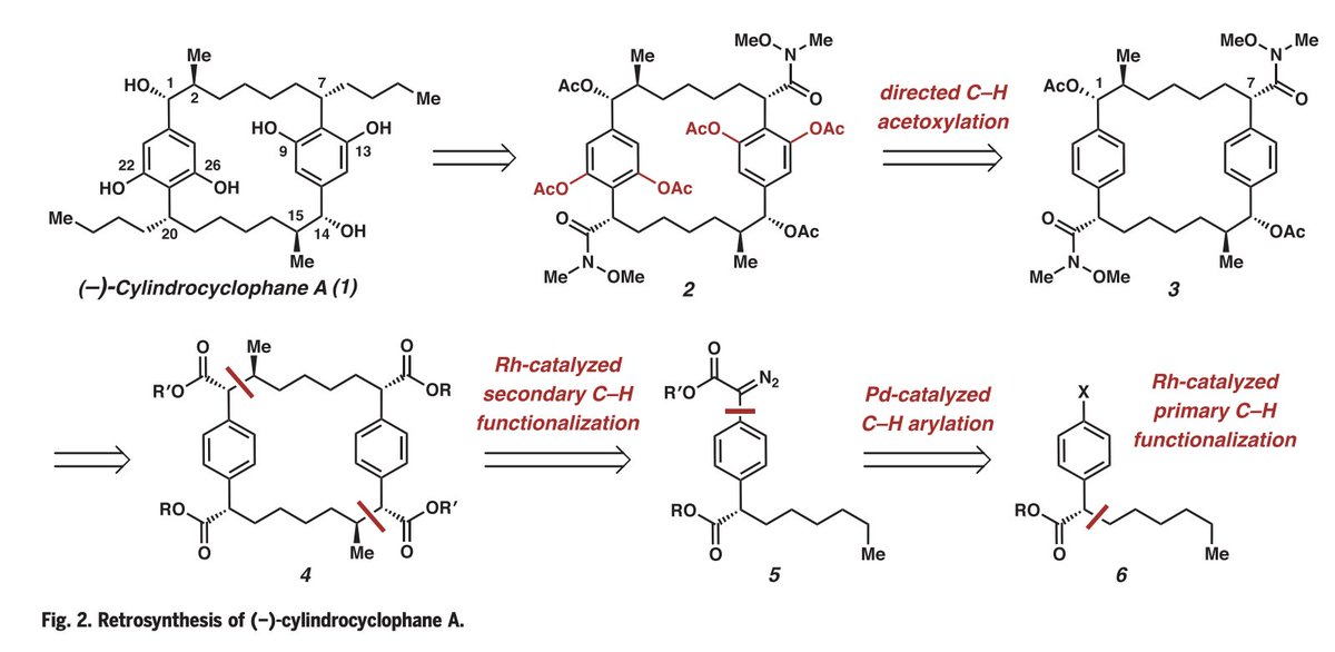 Total Synthesis tweet media